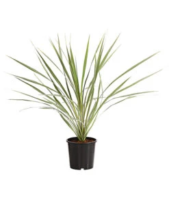 Ausgewählte Produkte 15 Keulenlilie - Cordyline Australis Variegata