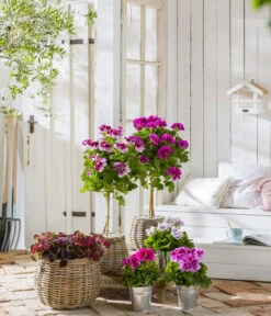 Edelgeranie, Stämmchen -Elho Verkäufe 8223943 WE MO 001 Edelgeranie2021GC04