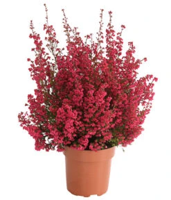 Beet- & Balkonset Heidenzauber, 6-teilig -Elho Verkäufe 8225542 WE FS 001 EricaGracilisRotErikaT12OWDehnerHerzig