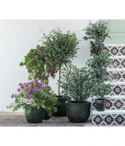 Kreuzblume, Stämmchen -Elho Verkäufe 8225948 8591000 8591125 6705461 WE MO 001 PolygalaEucalyptus