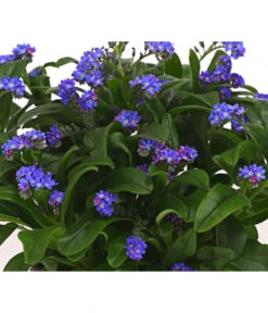 Beet- & Balkonpflanzen-Set Bunter Frühling, 6-teilig 13 Beet- & Balkonpflanzen-Set Bunter Frühling, 6-teilig -Elho Verkäufe 8244501 WE DE 003 VergissmeinnichtMyosotisSylvaticaT11