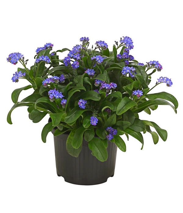 Beet- & Balkonpflanzen-Set Bunter Frühling, 6-teilig 4 Beet- & Balkonpflanzen-Set Bunter Frühling, 6-teilig – Bild 2