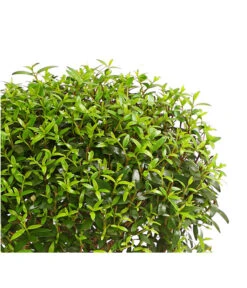 Brautmyrte, Stämmchen -Elho Verkäufe 8244626 PR WE 001 MyrtusStammDehnerExpressHerzig