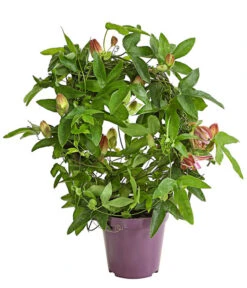 Passionsblume, Sonderfarben