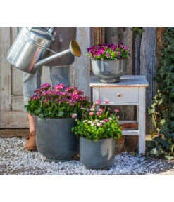 Primel 'Victoriana', Verschiedene Farben -Elho Verkäufe 8261331 8809857 WE MO 001 PrimelVictorianaGaensebluemchenErdbeersahne