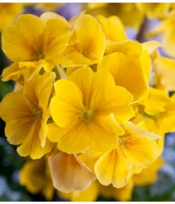 Stängelprimel, Schale 15 Stängelprimel, Schale -Elho Verkäufe 8261463 PR DE 001 JuwelPrimulaSchaleGelbDehnerWunderlichEva