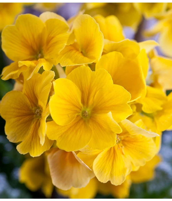 Stängelprimel, Schale 9 Stängelprimel, Schale – Bild 7