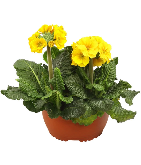 Stängelprimel, Schale 3 Stängelprimel, Schale