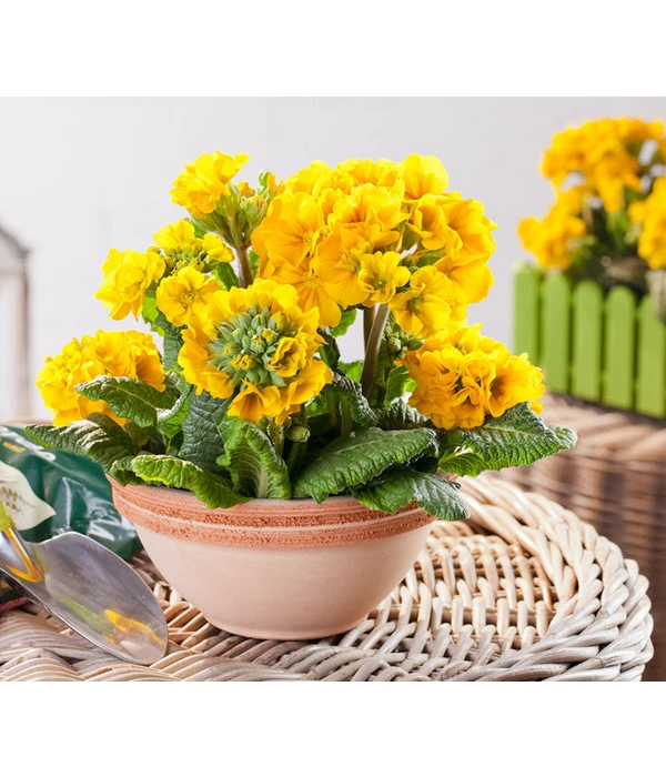 Stängelprimel, Schale 4 Stängelprimel, Schale – Bild 2