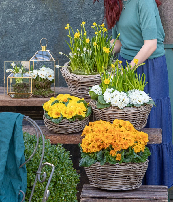 Stängelprimel, Schale 8 Stängelprimel, Schale – Bild 6