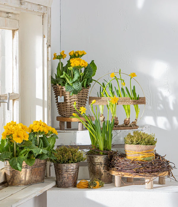 Stängelprimel, Schale 7 Stängelprimel, Schale – Bild 5