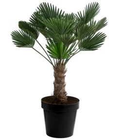 Ausgewählte Produkte 13 Wagners Hanfpalme, Ca. 110-130 Cm