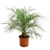Zwergdattelpalme - Phoenix Roebelenii 2 Zwergdattelpalme - Phoenix Roebelenii -Elho Verkäufe 8501470 WE FS 002 PhoenixRoebeliniT20 Zwergdattelpalme DehnerExpressHerzig