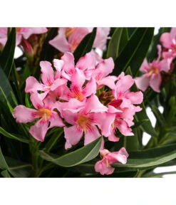 Oleander -Elho Verkäufe 8503831 WE DE 001 NeriumOleanderBuschRosaT22