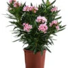 Oleander -Elho Verkäufe 8503831 WE FS 001 NeriumOleanderBuschRosaT22