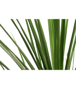 Keulenlilie - Cordyline Indivisa -Elho Verkäufe 8508889 WE DE 001 CordylineIndivisaT20KeulenlilieDehnerExpressHerzig