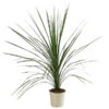 Keulenlilie - Cordyline Indivisa 2 Keulenlilie - Cordyline Indivisa -Elho Verkäufe 8508889 WE FS 001 CordylineIndivisaT20KeulenlilieDehnerExpressHerzig