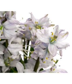 Elho Verkäufe -Elho Verkäufe 8525461 WE DE 001 ScillaMiczenkoanaBlausternchenT11