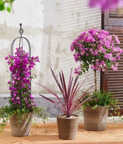 Drillingsblume, Pyramide/Spalier -Elho Verkäufe 8583684 8684482 WE MO 003 KuebelpflanzenBougainvilleaCordyline