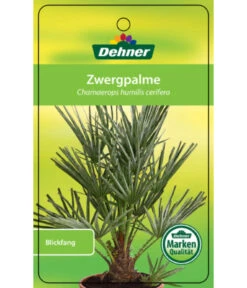 Blaue Zwergpalme -Elho Verkäufe 8584401 Chamaeropshumiliscerifera 15112016 1