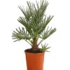 Blaue Zwergpalme -Elho Verkäufe 8584401 WE FS 001 ChamaeropsHumillisOWCeriferaT18DehnerExpressHerzig