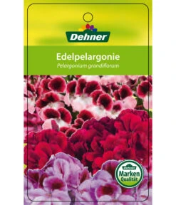 Edelgeranie, Stämmchen -Elho Verkäufe 8585275 Edelpelargonie 04022016 1