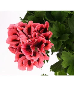 Edelgeranie, Stämmchen -Elho Verkäufe 8585275 PR DE 002 EdelpelargonienStammT19DehnerExpressHerzig
