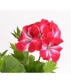 Edelgeranie, Stämmchen -Elho Verkäufe 8585275 PR DE 003 EdelpelargonienStammT19DehnerExpressHerzig