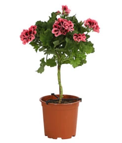 Edelgeranie, Stämmchen -Elho Verkäufe 8585275 PR FS 002 EdelpelargonienStammT19DehnerExpressHerzig