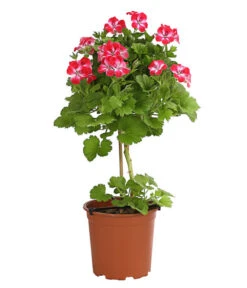 Edelgeranie, Stämmchen -Elho Verkäufe 8585275 PR FS 003 EdelpelargonienStammT19DehnerExpressHerzig