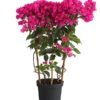 Drillingsblume 'Vera', Spalier -Elho Verkäufe 8586109 PR FS 001 BougainvilleaVeraBougainvilleSpalierT21DehnerExpressHerzig