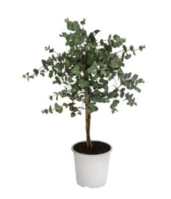 Eukalyptus, Stämmchen