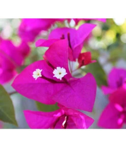 Drillingsblume, Busch -Elho Verkäufe 8586836 PR DE 001 BougainvilleaBuschPixabay