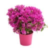 Drillingsblume, Busch -Elho Verkäufe 8586836 PR FS 001 BougainvilleaBuschT14OWDehnerExpressHerzig
