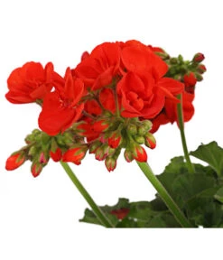 Geranie, Stämmchen, Verschiedene Farben -Elho Verkäufe 8587818 PR DE 001 PelargoniumStammT17DehnerExpressHerzig