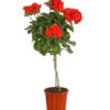 Geranie, Stämmchen, Verschiedene Farben -Elho Verkäufe 8587818 PR FS 001 PelargoniumStammT17DehnerExpressHerzig
