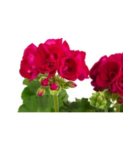 Geranie, Stämmchen, Verschiedene Farben -Elho Verkäufe 8587818 WE DE 001 GeraniePelargoniumStammMixT17