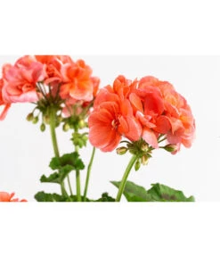 Geranie, Stämmchen, Verschiedene Farben -Elho Verkäufe 8587818 WE DE 002 GeraniePelargoniumStammMixT17