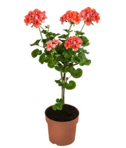 Geranie, Stämmchen, Verschiedene Farben -Elho Verkäufe 8587818 WE FS 002 GeraniePelargoniumStammMixT17