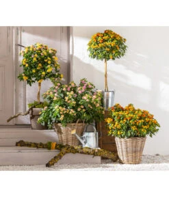 Elho Verkäufe -Elho Verkäufe 8589392 WE MO 001 Lantanen