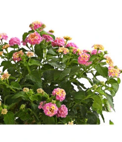 Wandelröschen, Stämmchen -Elho Verkäufe 8589442 WE DE 001 LantanaCamaraStammT17LilaOWDehnerExpressHerzig