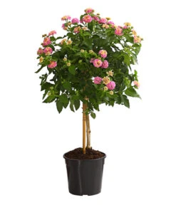 Wandelröschen, Stämmchen