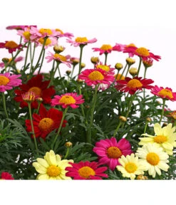 Margeriten-Trio -Elho Verkäufe 8589590 WE DE 001 MargeriteArgyranthemumBuschTrioT18DehnerExpressHerzig