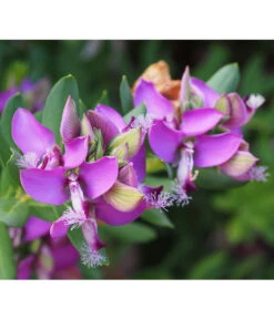 Kreuzblume, Stämmchen -Elho Verkäufe 8590994 PR DE 001 PolygalaMyrtifoliaKreuzblumePixabay