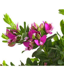 Kreuzblume, Stämmchen -Elho Verkäufe 8590994 WE DE 001 KreuzbluemchenPolygalaStammLilaT17DehnerExpressHerzig