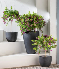 Kreuzblume, Stämmchen -Elho Verkäufe 8590994 WE MO 001 KreuzblumePolygalsStamm