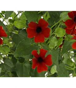 Schwarzäugige Susanne, Pyramide -Elho Verkäufe 8591950 PR DE 001 ThunbergiaPyramideT17DehnerExpressHerzig