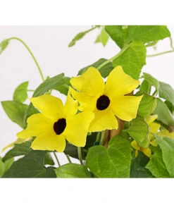 Schwarzäugige Susanne, Pyramide -Elho Verkäufe 8591950 PR DE 002 ThunbergiaPyramideT17DehnerExpressHerzig