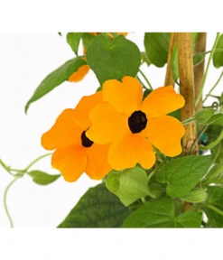 Schwarzäugige Susanne, Pyramide -Elho Verkäufe 8591950 PR DE 003 ThunbergiaPyramideT17DehnerExpressHerzig