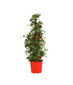 Schwarzäugige Susanne, Pyramide -Elho Verkäufe 8591950 PR FS 001 ThunbergiaPyramideT17DehnerExpressHerzig